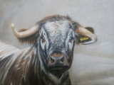 longhorn cow