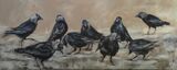 Jackdaws