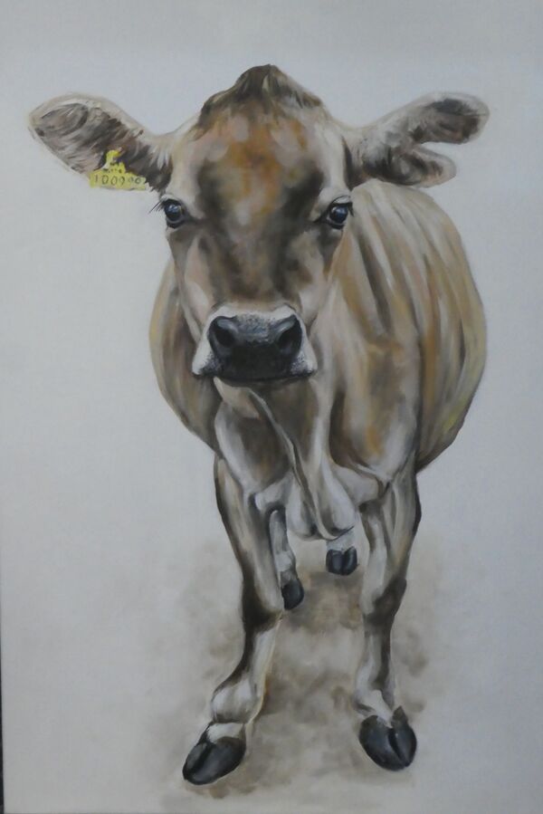 Inquisitive Jersey cow