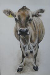 Inquisitive Jersey cow