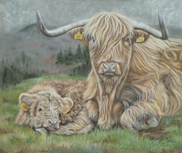 Highland Cow and calf