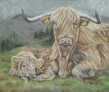 Highland Cow and calf