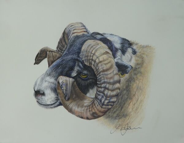 Moorland Ram