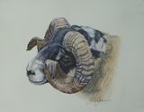 Moorland Ram