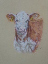Hereford calf