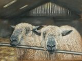 Wensleydale sheep