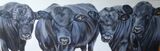 A group of Aberdeen Angus bulls