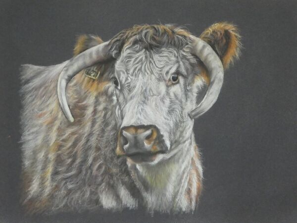 Longhorn Cow