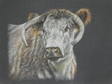 Longhorn Cow