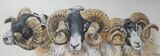 Three Rams
