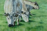 Grazing White park Cattle