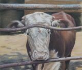 A young Hereford Bull