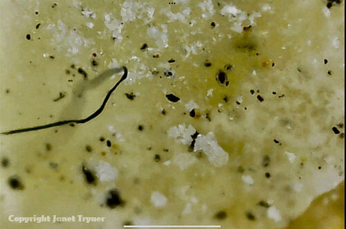 Magnified image of Calthemite in Coventry showing fossilised airborne particulate