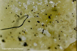 Magnified image of Calthemite in Coventry showing fossilised airborne particulate