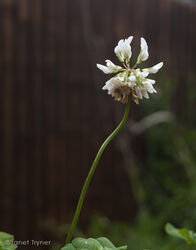 Seeds grown from stolen ground