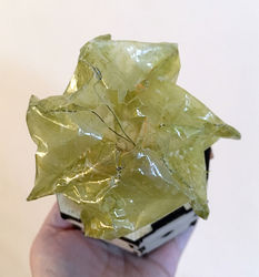 Polygall in a pot