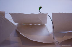 Thing Blindness & Other Creatures' Homes