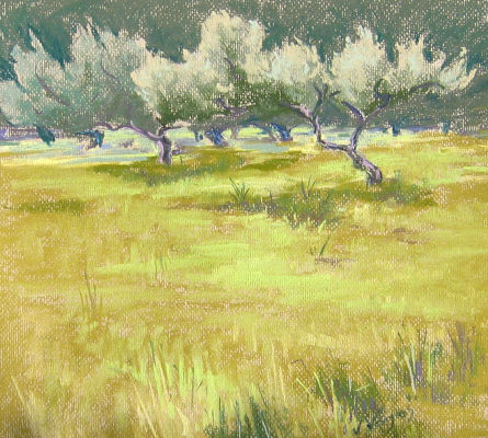 Olive Grove, Crete