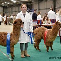 CCA show 290