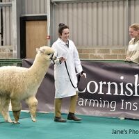 CCA show 698