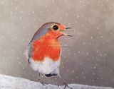 `Winter Robin`