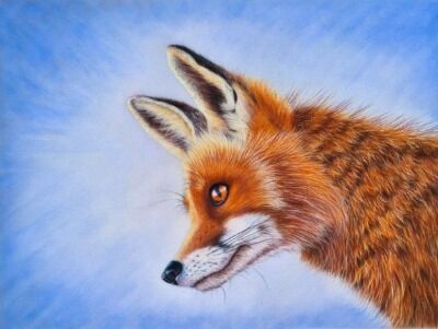 `Foxy`