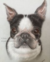 Little Boston Beauty !