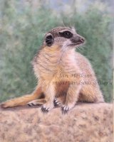 Meerkat on Duty