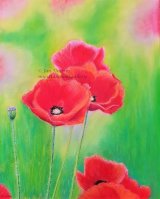 `Poppies`