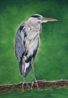 `The Heron`