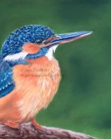 The Kingfisher