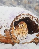 Winter Thrush