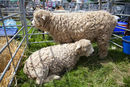 Curly wurly sheep