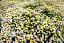 Daisy field