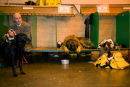 Dog show