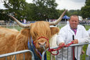 Prize winning Highland cow