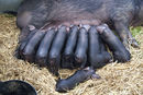 Piglets suckling