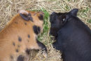 Piglets sleeping