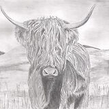 Highland Cow - in a cream mount. Overall size 14x11 inches/35.5x27.5 cms £25 inc p&p UK only. Contact for overseas postage