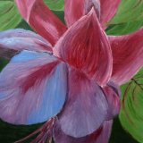 Fuschia - cream and white mount. Overall size. 16x20 inches/40.5x50.5 cms £30 inc P&P UK only. Contact for overseas postage.