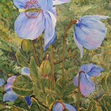 Himalayan Poppies - in a white frame. Overall size 14.5x18.5 inches/36.5x47 cms £50 inc p&p UK only. Contact for overseas postage