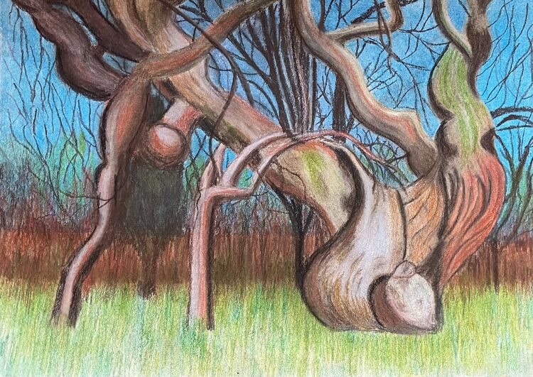 The Old Spanish Chestnut tree in Balmerino Abbey, Fife