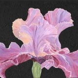 Iris 5 - in a black mount. Overall size 14.5x18 inches/36x46 cms £35 inc p&p UK only. Contact for overseas postage