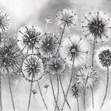 Seedheads 1 - in a cream mount. Overall size 14x11 inches/35.5x27.5 cms £25 inc p&p . UK only. Contact for overseas postage