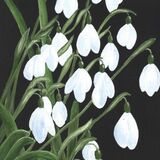Snowdrops 2 - in a silver/gold frame. Overall size. 14.25x18 inches/36x46 cms £45 inc p&p UK only. Contact for overseas postage