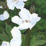 White Himalayan Poppies - silve/gold frame. Overall size 14.25x18.25 inches/36x46 cms £60 inc p&p UK only. Contact for overseas postage