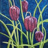 Snakes Head Lily-Fritillarias