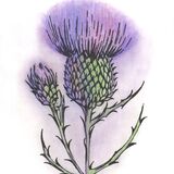 Thistles - in a cream mount. Overall size 14x11 inches/35.5x27.5 inches £20 inc p&p UK only. Contact for overseas postage