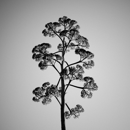 Agave Caymanensis