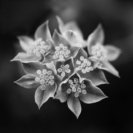 Bupleurum